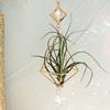 Garden Suncatchers Gold Hanging Air Plant Holder Tillandsia Air Plants Hanger Air Fern Display Planter with Crystal Home Decor