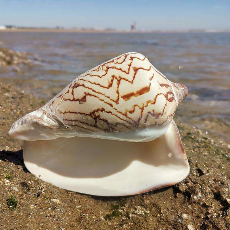 Large Conch Seashell Ornament for Wall Decor, Aquarium Aquascaping, and Sea Sound Collection