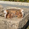 Outdoor Squirrel Sculpture for Garden, Lawn, and Tree Decor
