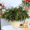6 Pcs Real Touch Christmas Pine Branches with Pine Cones, Lifelike Greenery for Vases, Wreaths, Indoor Outdoor Decor