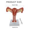 Anatomical Female Reproductive Organs Model for Demonstration Female Genital And Ovary Anatomy Model Teaching Tool