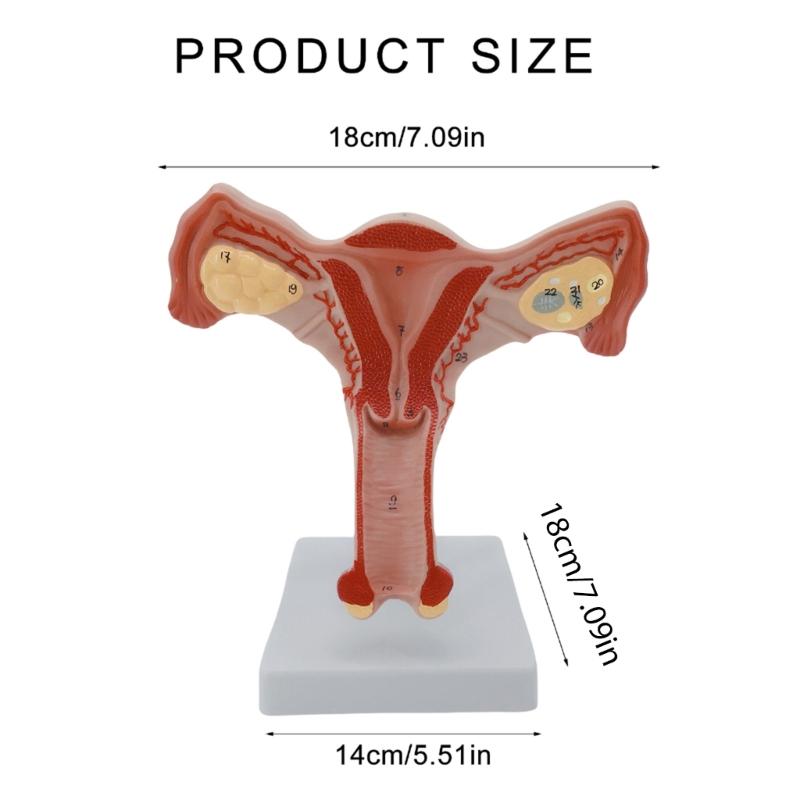 Anatomical Female Reproductive Organs Model for Demonstration Female Genital And Ovary Anatomy Model Teaching Tool