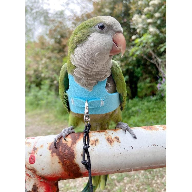 Bird Flight Harness Vest, Parrot Flight Suit with Leash for Parakeets Cockatiels Conures Budgies, Bird Flying Clothes with Rope and Handle for