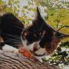 Thanksgiving Cat Collar,Pack of 2 Kitten Collar with Bell