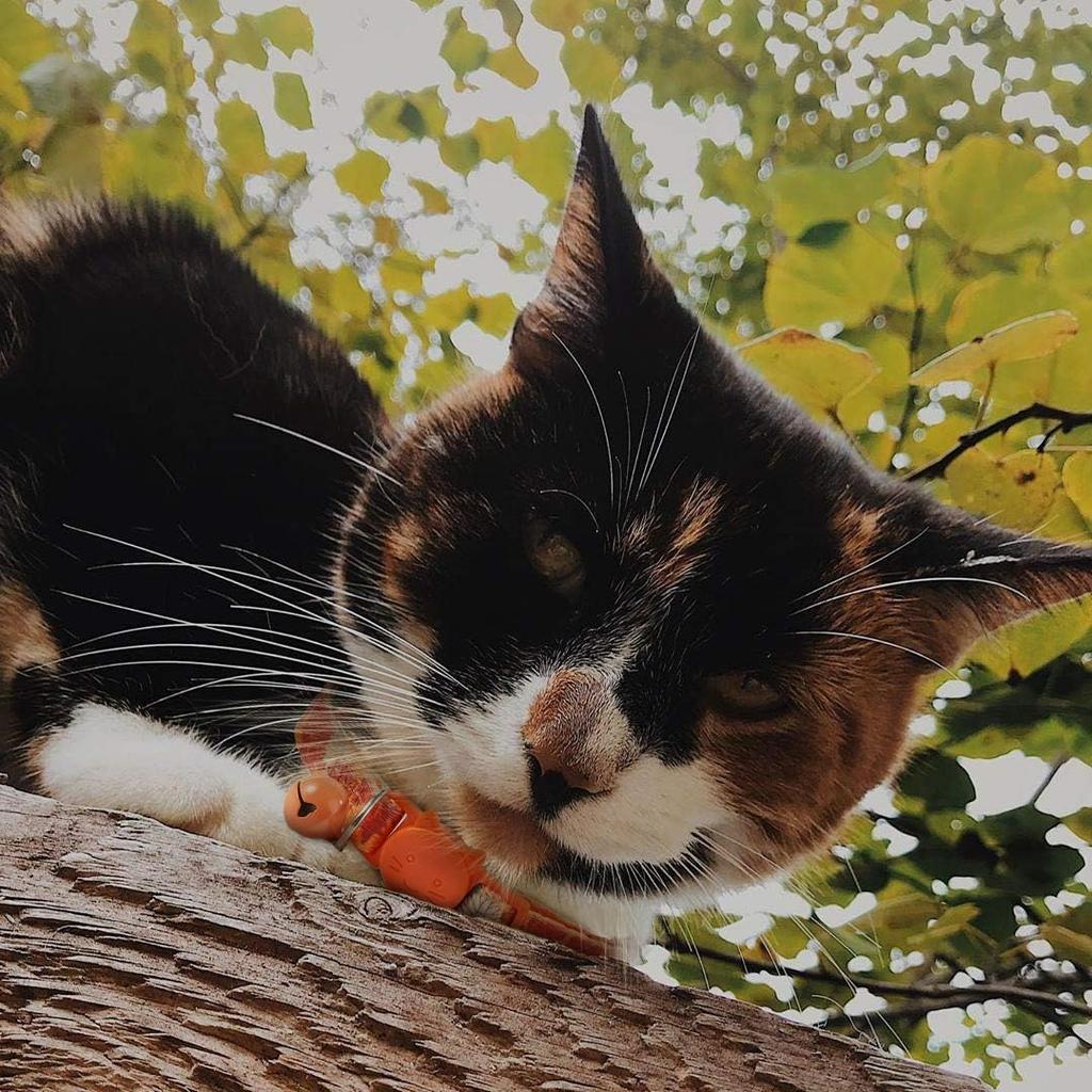 Thanksgiving Cat Collar,Pack of 2 Kitten Collar with Bell