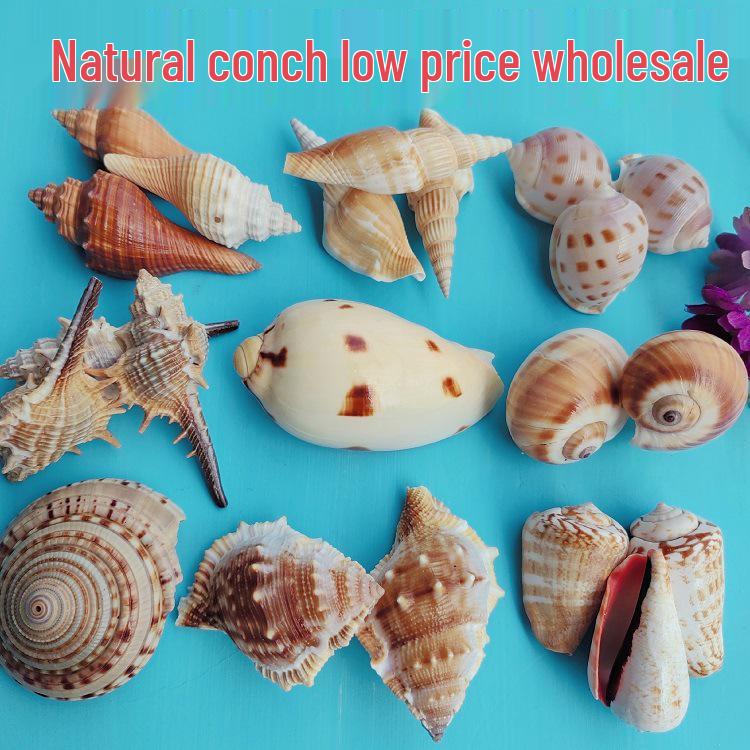 Conch Shells & Starfish for Hermit Crabs: Aquarium Decor & Drift Bottle Accessories