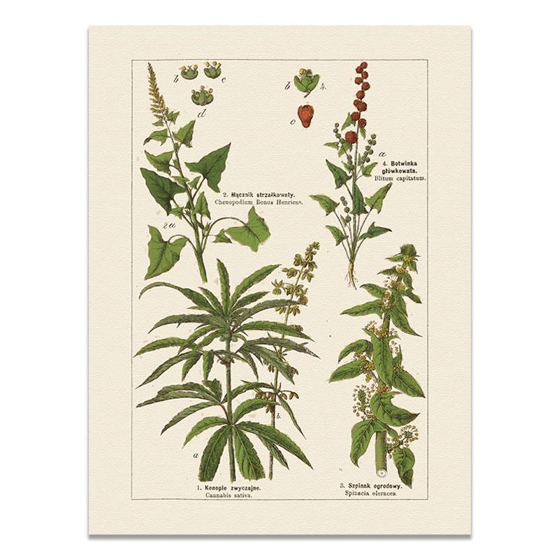 

Plant Education Poster Classroom Wall Art Canvas Paintings on The Wall Vintage Decorative Painting for Bed Room Modular Picture 21x30cm No Frame
