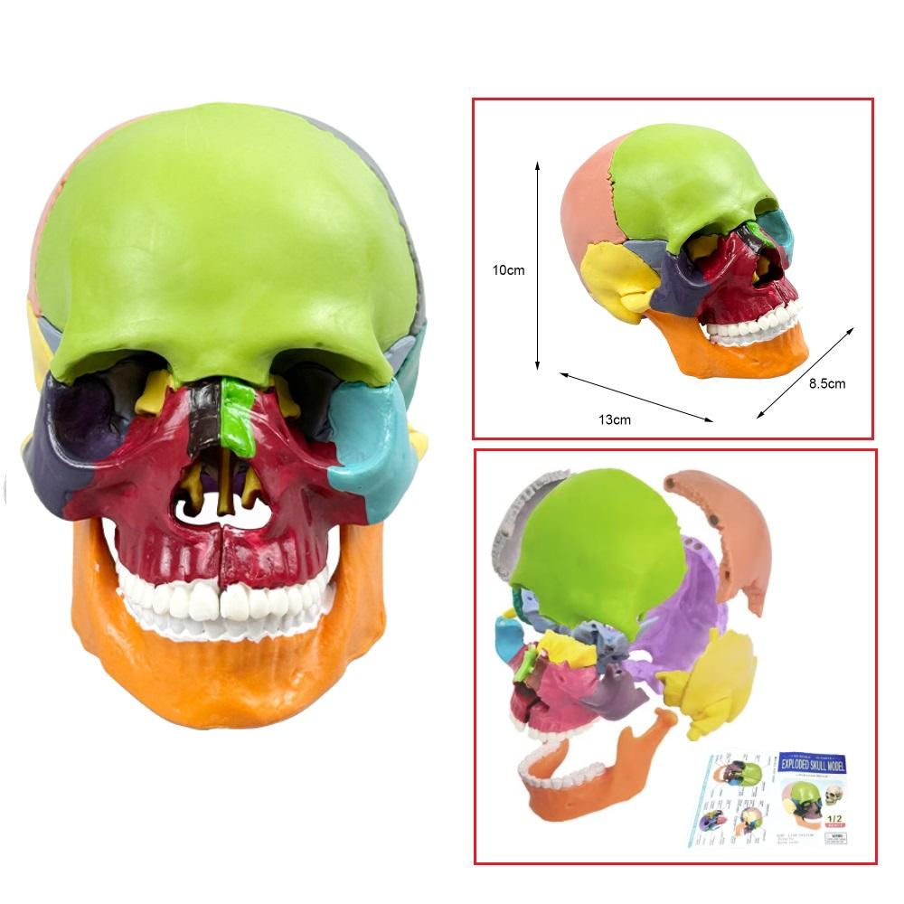 Galvaskausa anatomiskais modelis, mazs izmērs, medicīnas