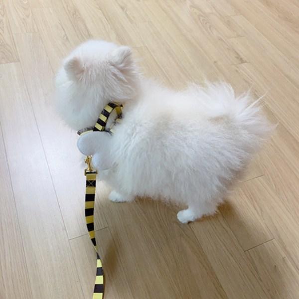 Set oficial de lesă pentru ham pentru albine pentru câini