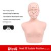 Bald Beauty Mannequin Head with Shoulders for Face Massage