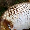6 Pcs Fish Shaped Foil Balloons Realistic Carp Balloons for Fishing Themed Birthday Party Baby Shower Supplies