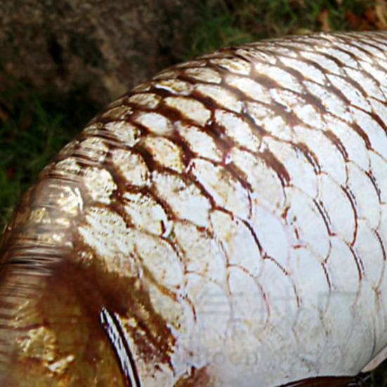 6 Pcs Fish Shaped Foil Balloons Realistic Carp Balloons for Fishing Themed Birthday Party Baby Shower Supplies