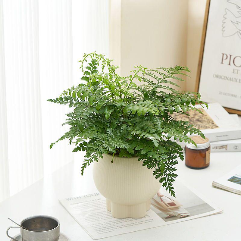 Retro High-Leg Ceramic Flower Pot for Phalaenopsis, Green Radish, and Spider Plant in Cream Style