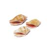 Phoenix Shell Vase: Natural Mini Conch Wishing Bottle for Aquarium Decor