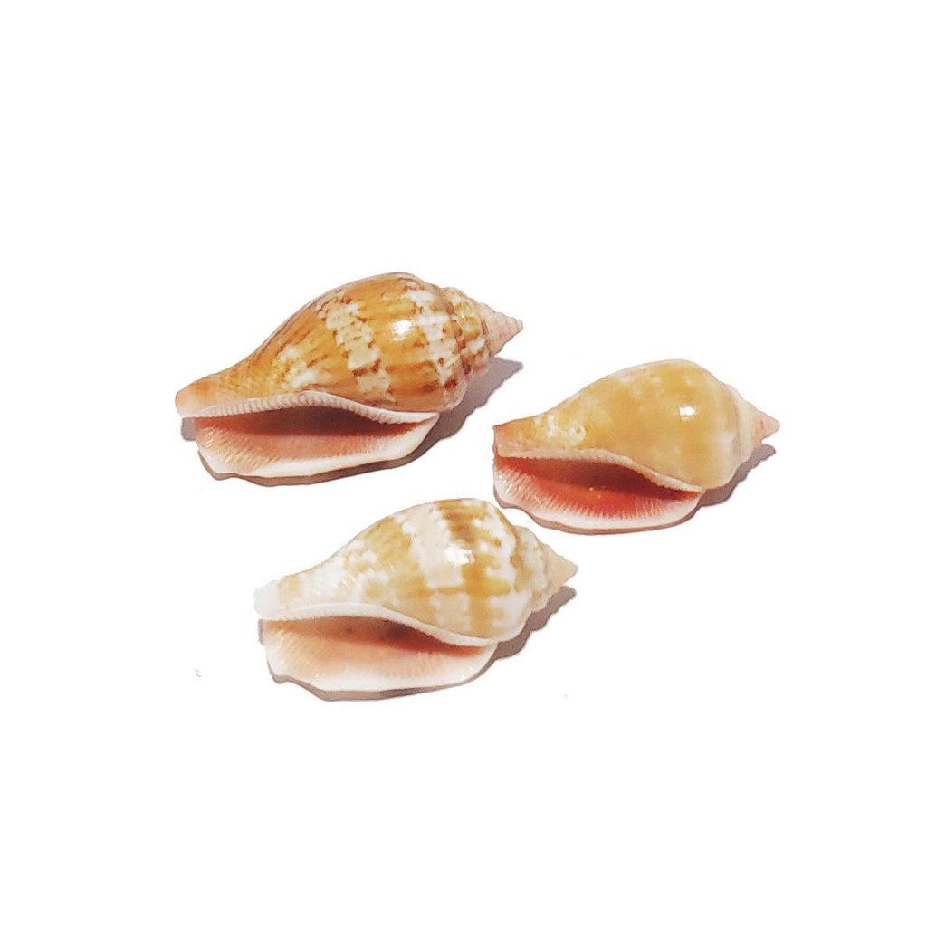 Phoenix Shell Vase: Natural Mini Conch Wishing Bottle for Aquarium Decor