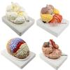 Qinghua 4D Anatomisches Modell des menschlichen Gehirns und zerebrovaskuläres Modell für die medizinische Ausbildung