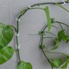 10/50/100pcs Home Garden Plant Climbing Wall Fixture Clips Rattan Vine Fixer Self-Adhesive Plant Climbing Wall Fixed Buckle Hook