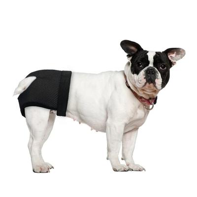 Perros – Suministros de salud