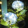 Fairy Hydrangea Lights, Solar Garden Stake Lights, Waterproof LED Flower Light, Colorful Outdoor Hydrangea Lamp for for Patio Lawn Pathway Decor