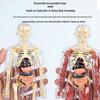 3D Educational Human Body Model with Skeleton & Organs for Kids