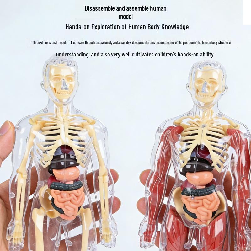 3D Educational Human Body Model with Skeleton & Organs for Kids