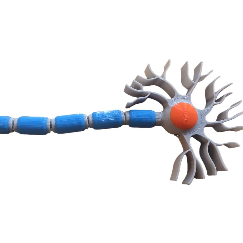 3D Movable Neuron Model Microstructure Teaching Model for Biology Science Education