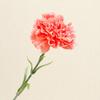 Artificial Carnation Realistic Fake Silk Flower Stem Wedding Party Indoor Outdoor Faux Flower Decoration Mother's Day Teachers' Day Gift