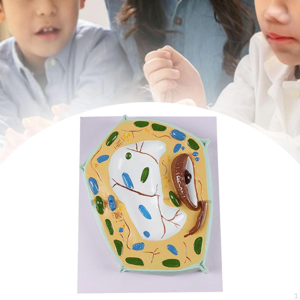 Cell Anatomy Model Anatomical Educational Stem Kit Biology Science Projects