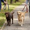 8-strand Woven Dog Slip Lead Bright Color Pet Rope Durable Training Leash  Medium Large Dogs