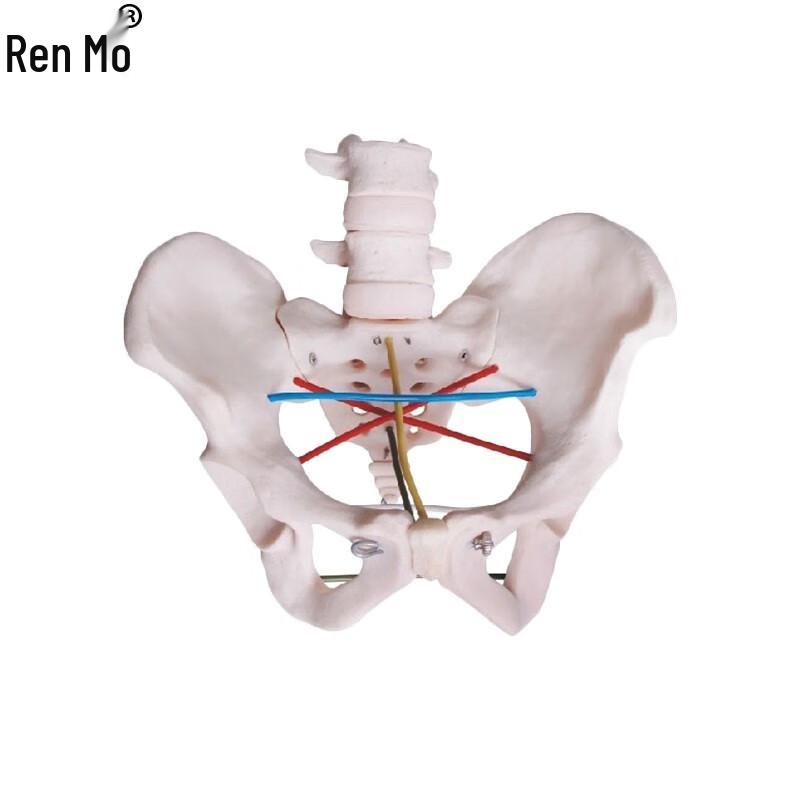 Pelvic Measurement Teaching Model Standard