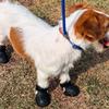 4 Stück Wasserdichte Hundeschuhe Sommer Hundesandalen Rutschfest Leichtgewicht Haustier Hundestiefel Outdoor Strapazierfähig Hundesandalen Haustierbedarf