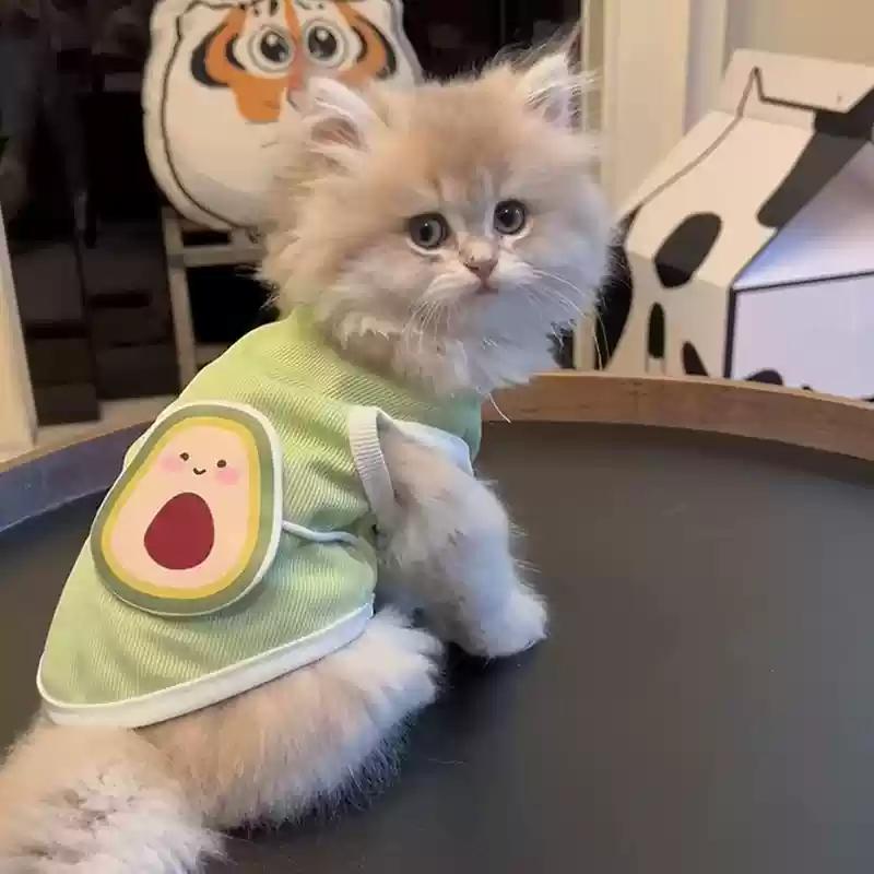 Cat Clothes Cute Summer Avocado Outfit Dress Up For Persian Cat Siamese Kitten Platinum Gradual Layer Cat Change Accessories