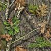 Timex Expedition Scout 40 Watch Obsession Camo