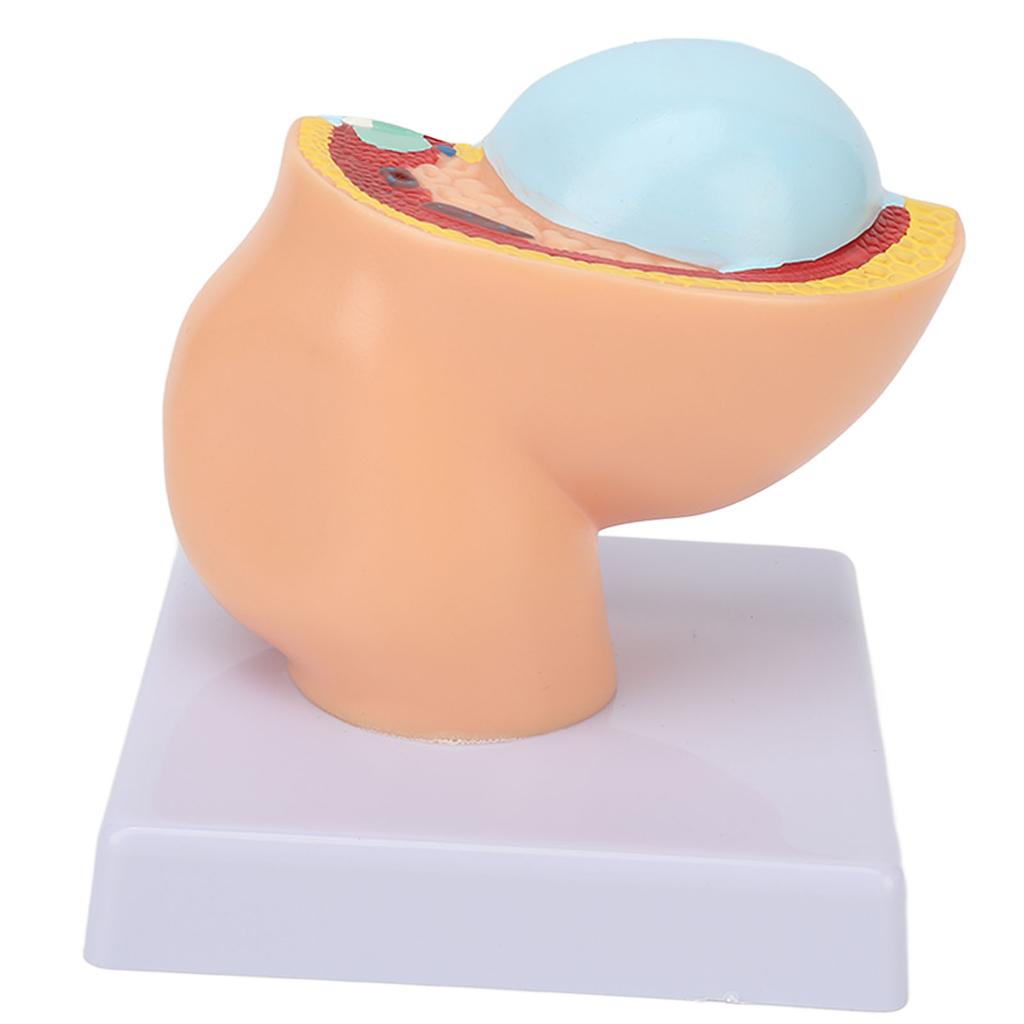 Pregnant Woman Anatomical Pelvis Model Removable Pregnancy 9 Months Baby Fetus Model for Teaching Aid