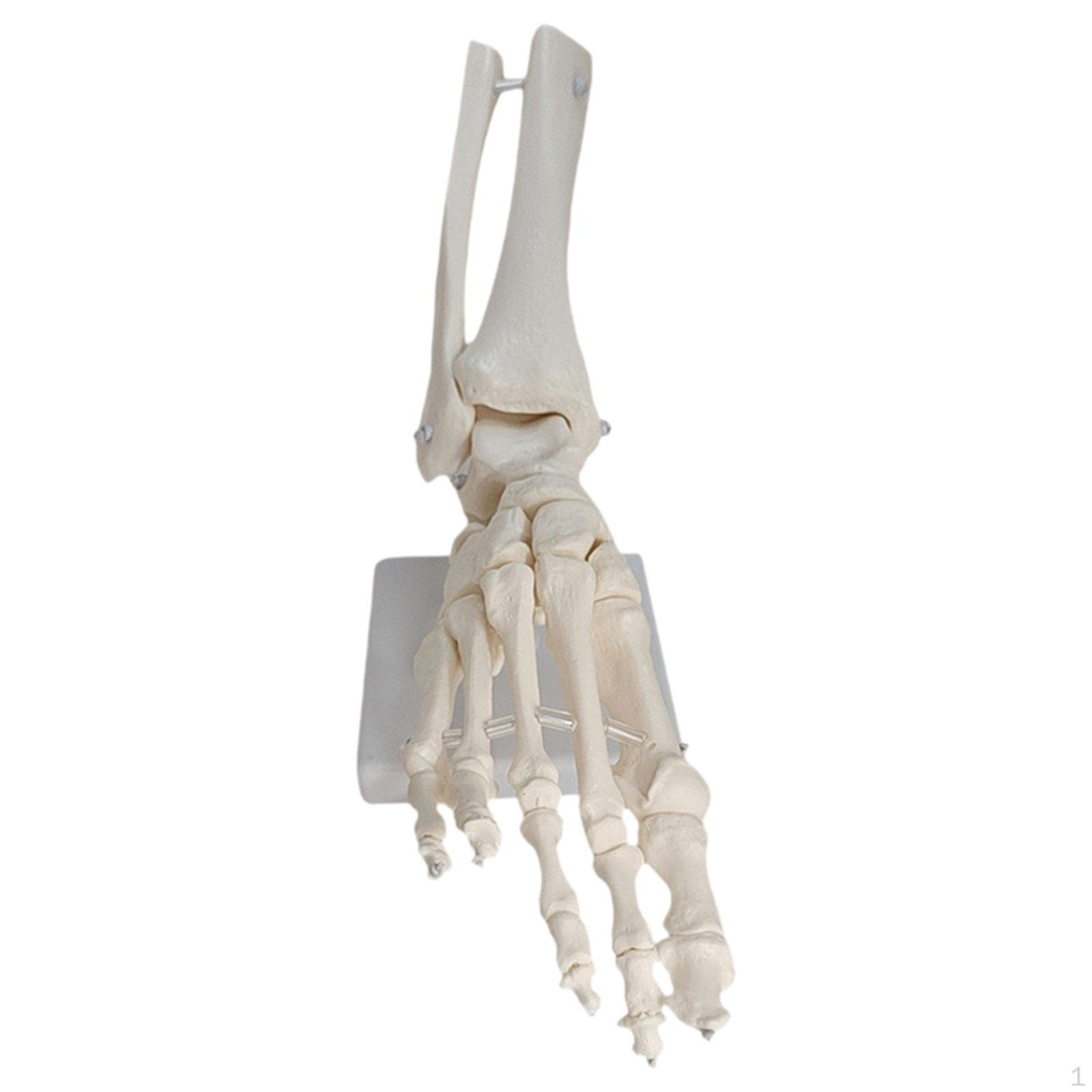 Life Size Movable Foot Skeleton Model Teaching Aid Realistic Lightweight Articulated Joints with