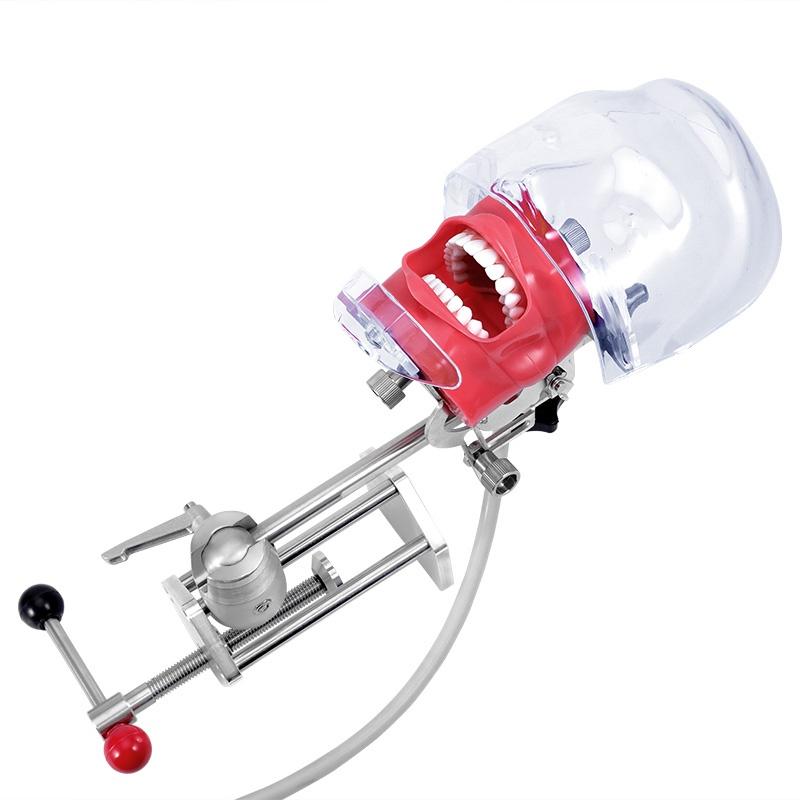 Dental Phantom Head Model with Bench Mount Teeth Exercise Practice Simulator Ready Stock