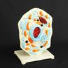 Cell Anatomy Model Nucleus Animal Cell Model Biology Science Model Biology Learning Aid for Classroom Display