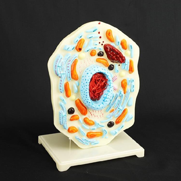 Cell Anatomy Model Nucleus Animal Cell Model Biology Science Model Biology Learning Aid for Classroom Display