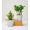 Combo of 8 Self Watering Flower Pots for Plants | Plastic Plant Pots | Planter Pots for Home, Room,Garden