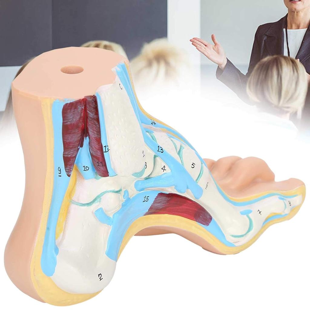 Human Foot Model for Teaching Adults Anatomy Model Research Muscle Display Explain Accessories(Arch Foot)