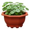 Air Circulation Flower Pot Breathable Thickened Plastic Planter for Bamboo Clivia Drainage Holes Downward Growth Pot for Home Garden Balcony