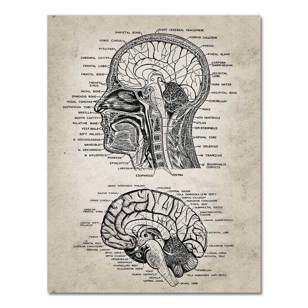 Human Anatomy Wall Art Hospital Vintage Posters and Prints Doctor Office Decoration Skeleton Anatomical Skull Canvas Painting