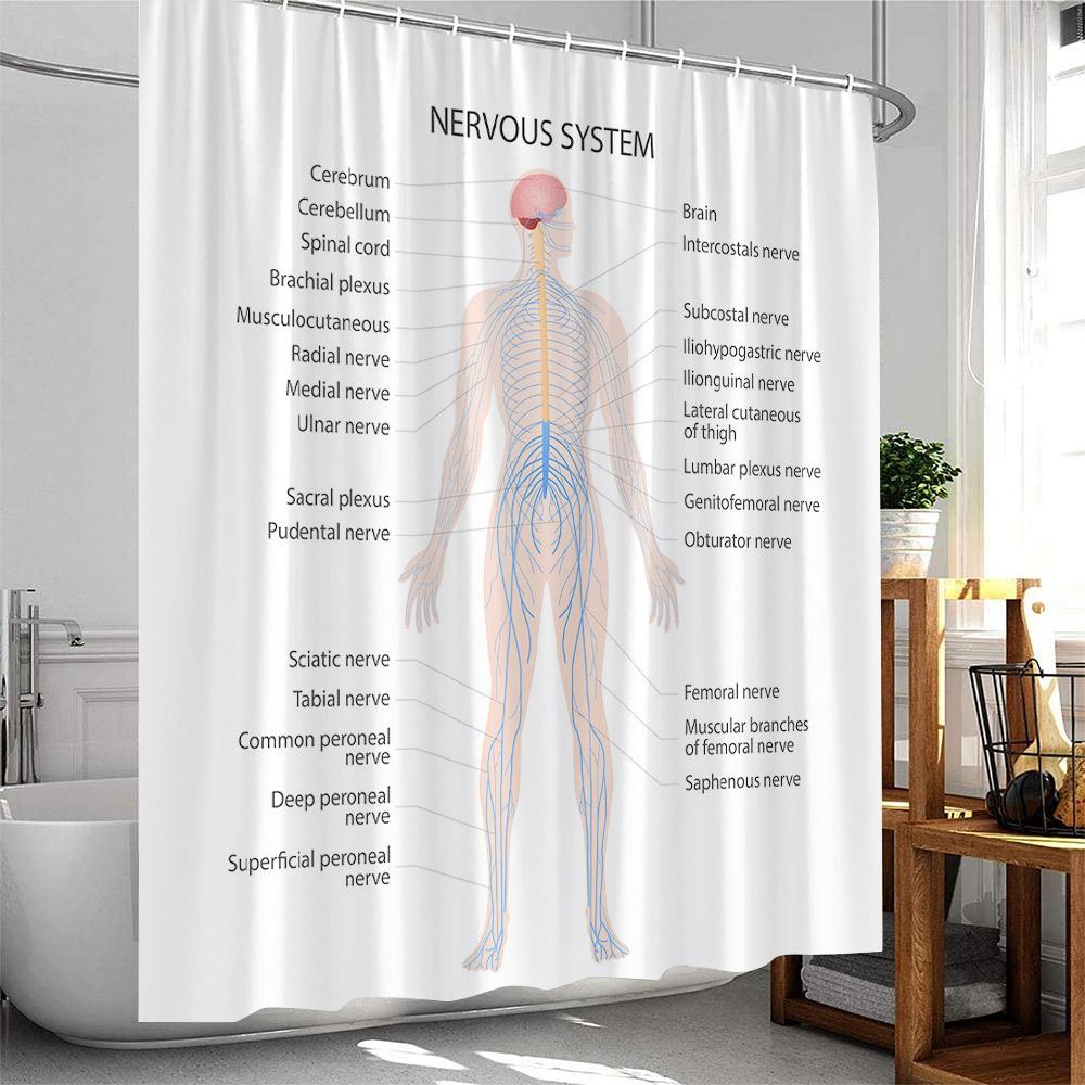

Human Body Organ Shower Curtain Human Nervous System Bathroom Decoration Modern Polyester Fabric Bath Curtain With Plastic Hooks W60H190(CM)-1 Pcs