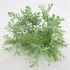 Flower Bidens Glossocardia Decoration For Home Wedding Supplies Event