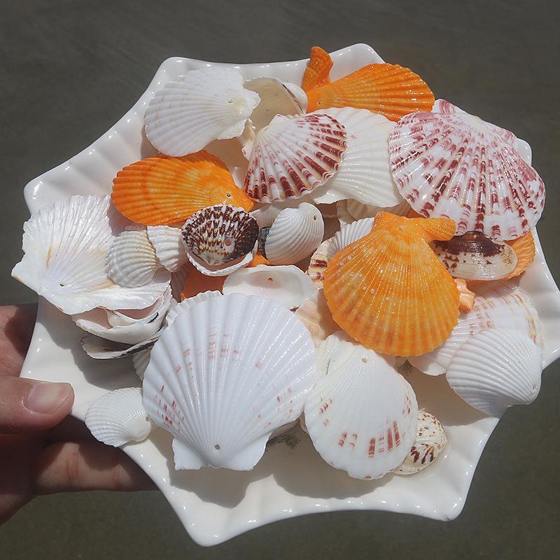 Handmade Natural Seashell Conch & Starfish Frame for DIY Fish Tank or Landscaping