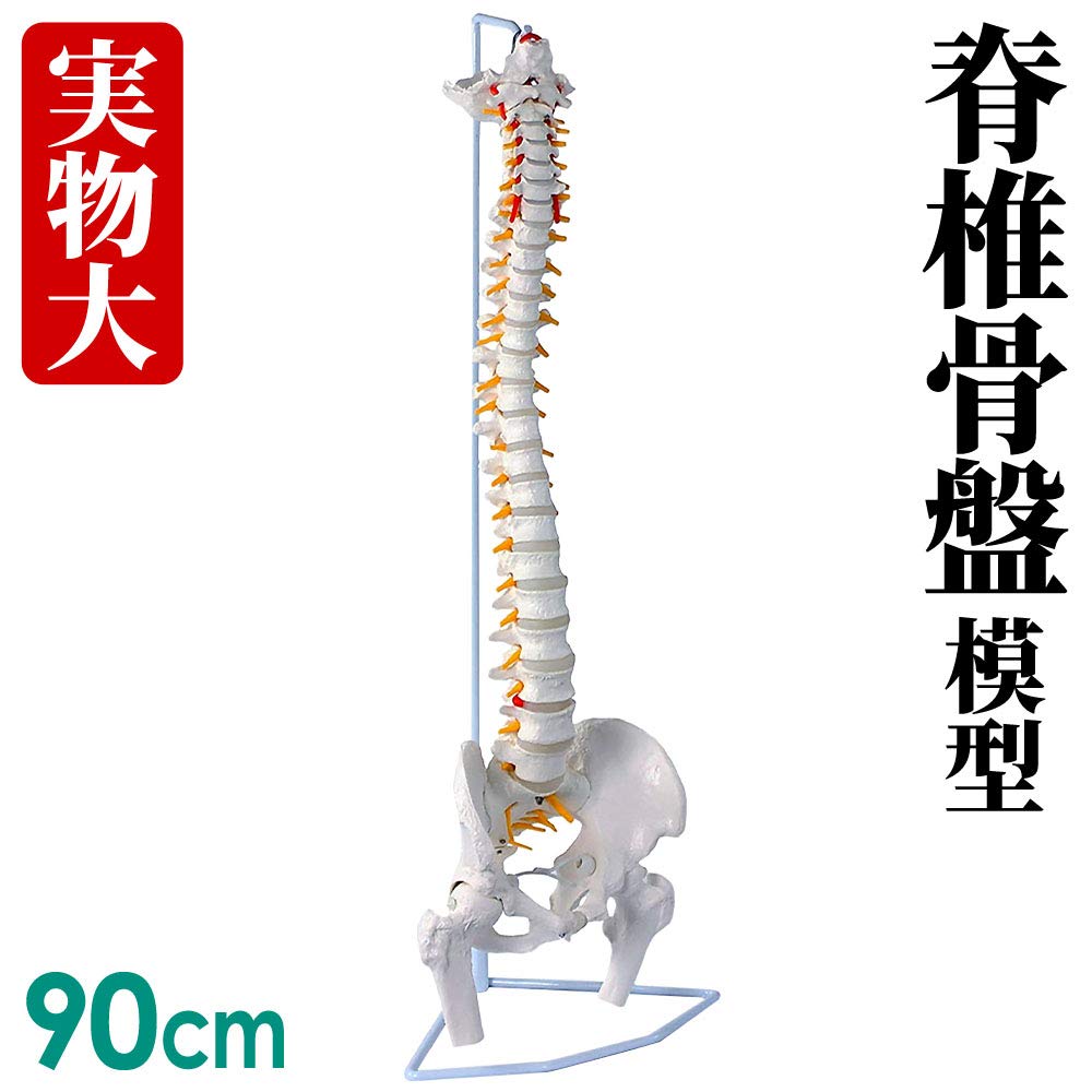 Model pelvin spinal UPstore, mărime naturală, model de coloană vertebrală 90cm, model spinal mobil, dimensiuni 11, model de măduvă spinală suspendată cu piedestal, pelvis masculin mobil