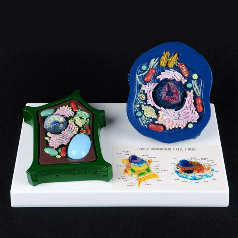 Education Animal Plant Cell Model With Detacheable Parts Anatomical Animal Plant Cell Model for Teaching Demonstration