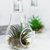 Light Bulb Shaped Outdoor Glass Hanging Planters Plant Pots for Succulent Tillandsia Holder Gift for Home Durable