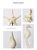 Ocean-Themed Mediterranean Decorations: Starfish, Seahorse, and Conch for Living Room or Restaurant