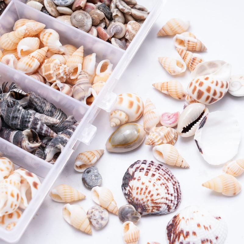 1 Box Sea Shells Spiral Shell Tiny Ocean Spiral Seashells Crafts Aquarium Decoration Landscaping Accessories Photography Props